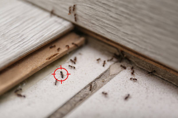 Professional Pest Control in Royal Hawaiian Estates, HI
