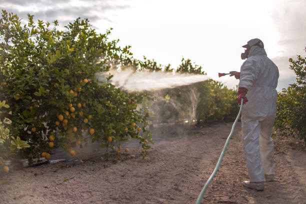 Flea Control Services in Royal Hawaiian Estates, HI