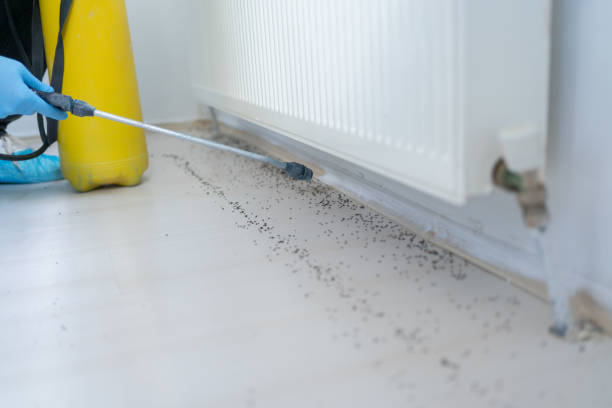 Best Termite Control Services  in Royal Hawaiian Estates, HI